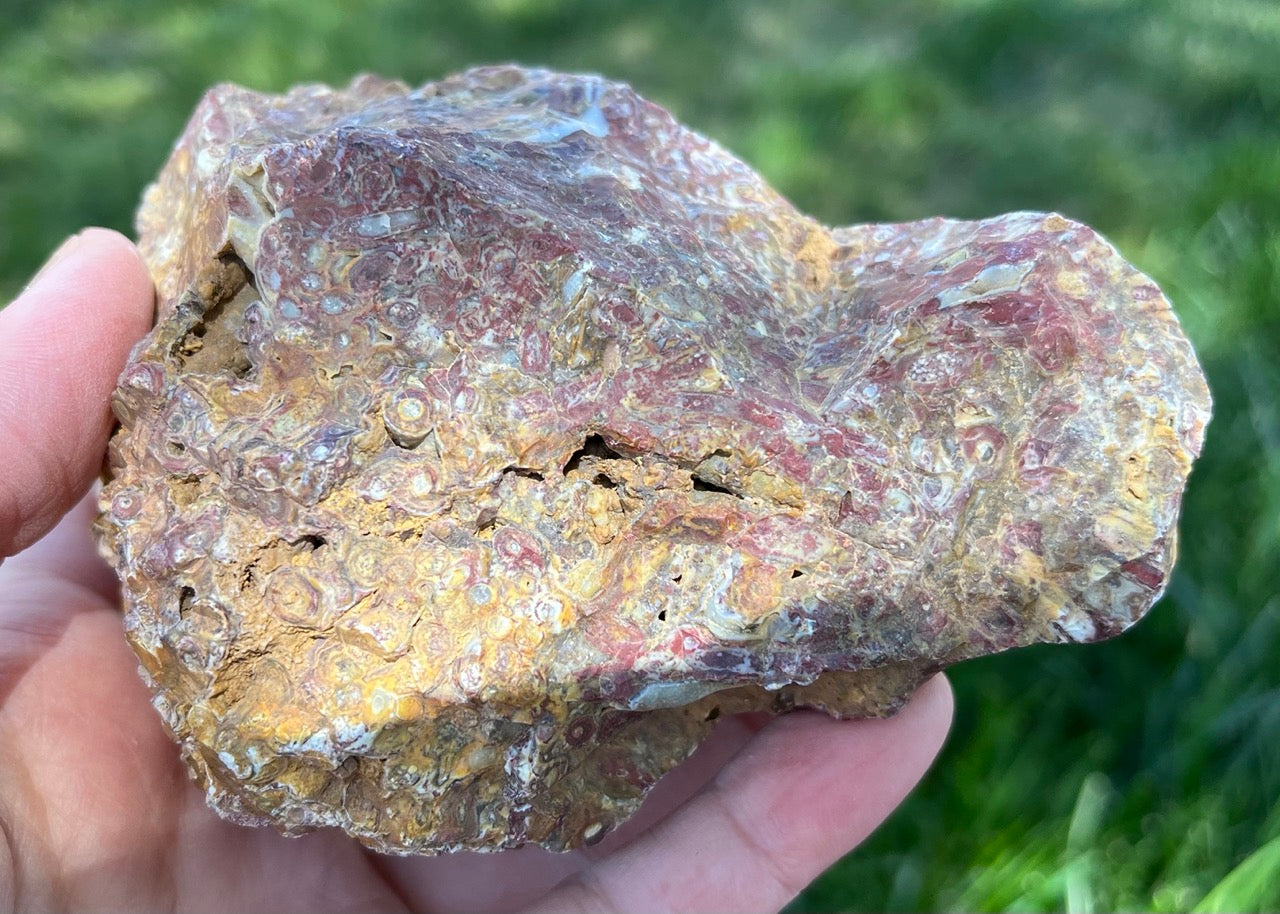 Indonesian Petrified Caddisfly Agate Fossil Lapidary Rough Rock Specimen