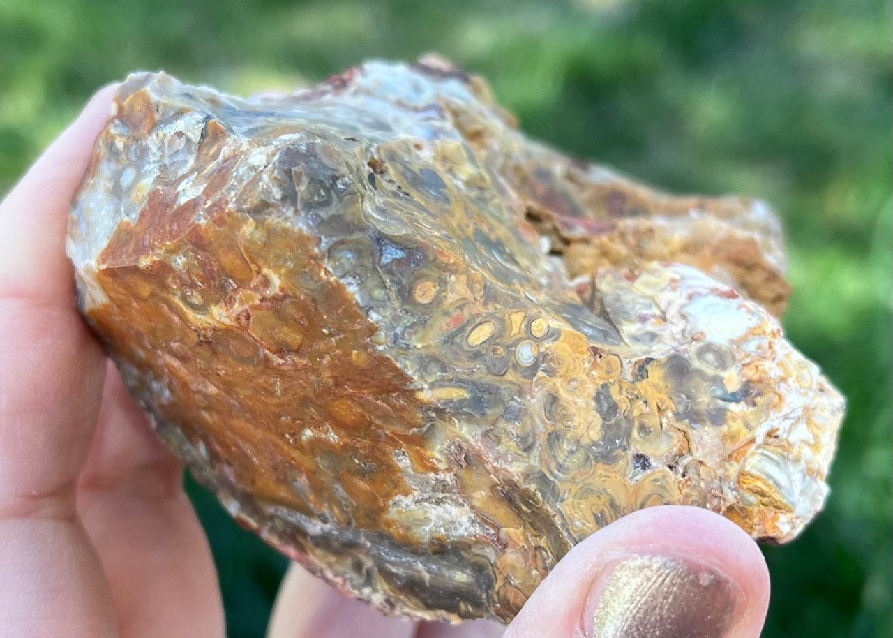 Indonesian Petrified Caddisfly Agate Fossil Lapidary Rough Rock Specimen