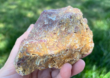 Fossilized Caddisfly Agate Lapidary Rough Rock Specimen