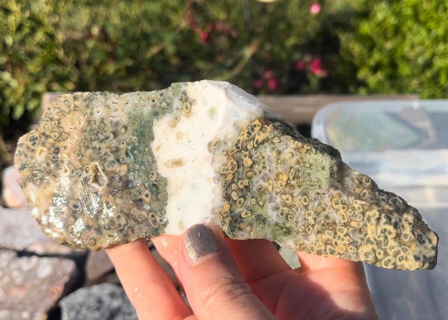 Ocean Jasper Lapidary Rock Slab - Lucky Calico Gem & Jewelry Co.