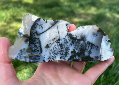 Mexico Parral Dendritic Agate Lapidary Faced Rough Rock Specimen - Lucky Calico Gem & Jewelry Co.