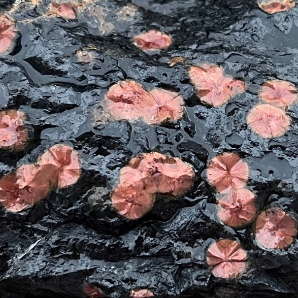 Mexico Peanut Obsidian Lapidary Rock Slab - Lucky Calico Gem & Jewelry Co.