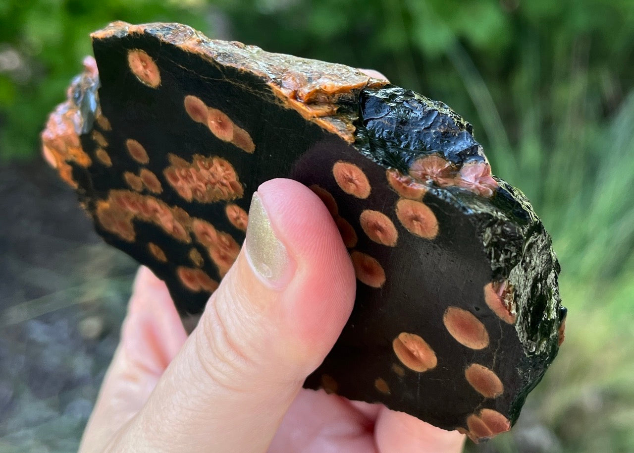 Mexico Peanut Obsidian Lapidary Rock Slab - Lucky Calico Gem & Jewelry Co.