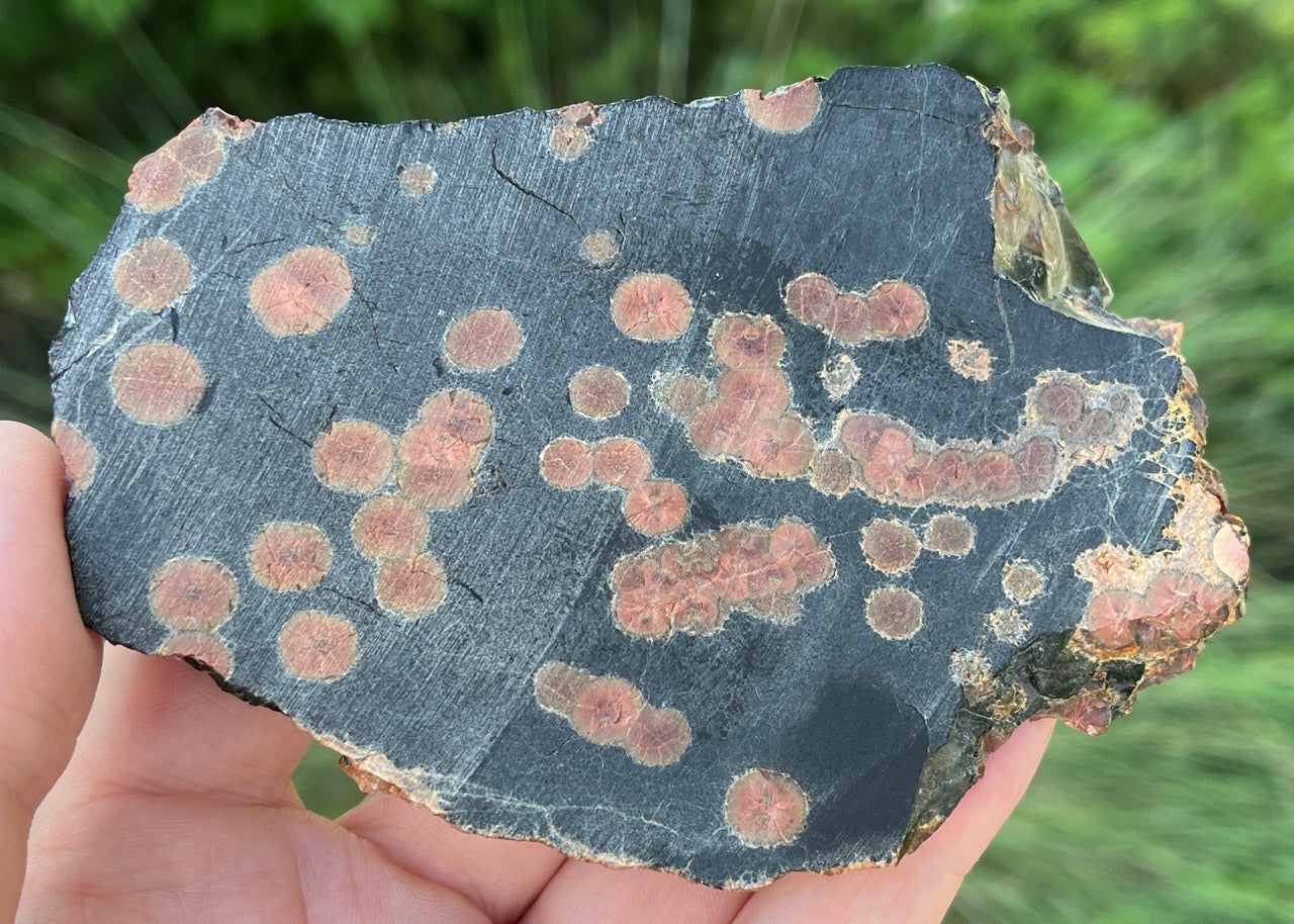 Mexico Peanut Obsidian Lapidary Rock Slab - Lucky Calico Gem & Jewelry Co.