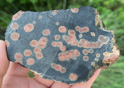 Mexico Peanut Obsidian Lapidary Rock Slab - Lucky Calico Gem & Jewelry Co.