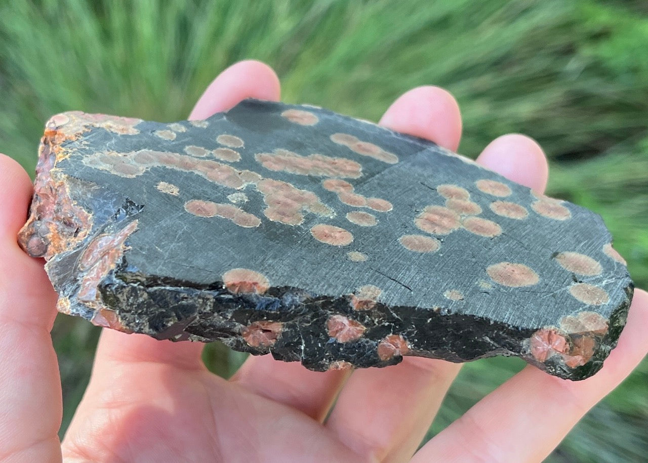 Mexico Peanut Obsidian Lapidary Rock Slab - Lucky Calico Gem & Jewelry Co.