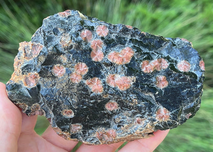 Mexico Peanut Obsidian Lapidary Rock Slab - Lucky Calico Gem & Jewelry Co.