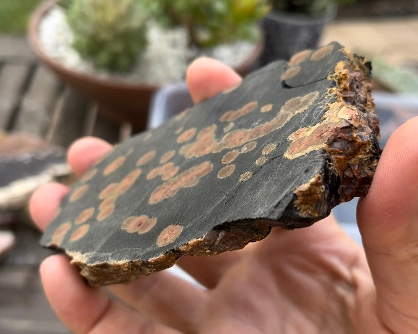 Mexico Peanut Obsidian Lapidary Rock Slab - Lucky Calico Gem & Jewelry Co.