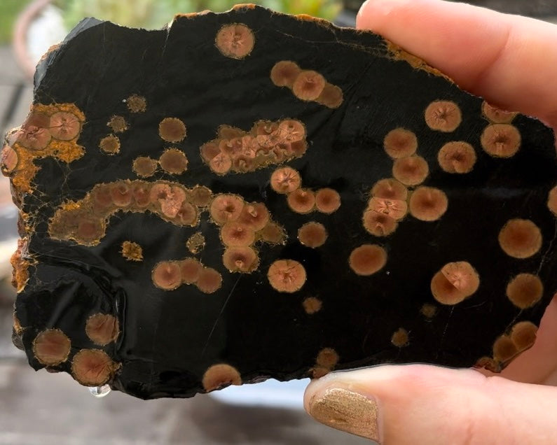 Mexico Peanut Obsidian Lapidary Rock Slab - Lucky Calico Gem & Jewelry Co.