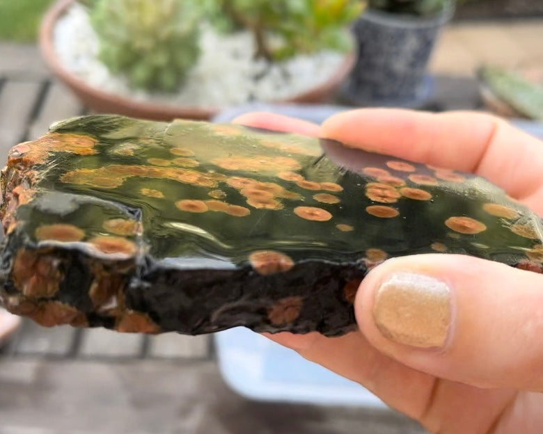 Mexico Peanut Obsidian Lapidary Rock Slab - Lucky Calico Gem & Jewelry Co.