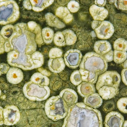 Australian Orbicular Rainforest Jasper Rhyolite Lapidary Rock Slab - Lucky Calico Gem & Jewelry Co.