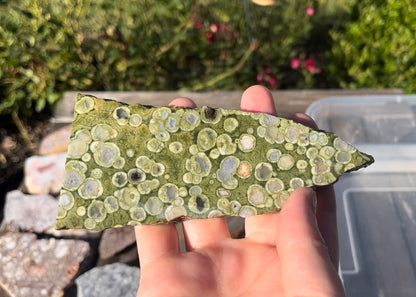 Australian Orbicular Rainforest Jasper Rhyolite Lapidary Rock Slab - Lucky Calico Gem & Jewelry Co.