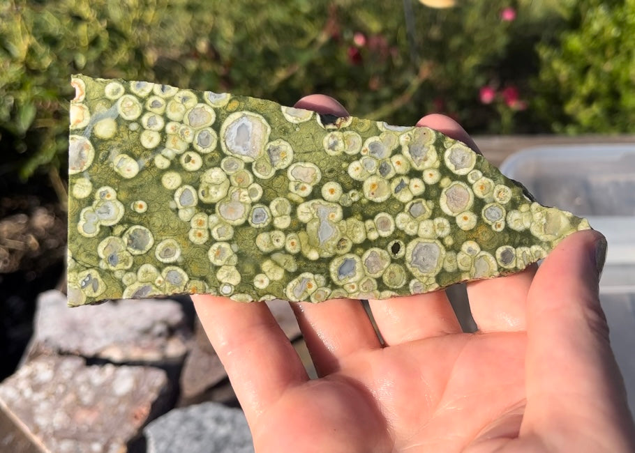 Australian Orbicular Rainforest Jasper Rhyolite Lapidary Rock Slab - Lucky Calico Gem & Jewelry Co.