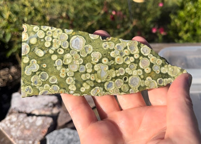 Australian Orbicular Rainforest Jasper Rhyolite Lapidary Rock Slab - Lucky Calico Gem & Jewelry Co.