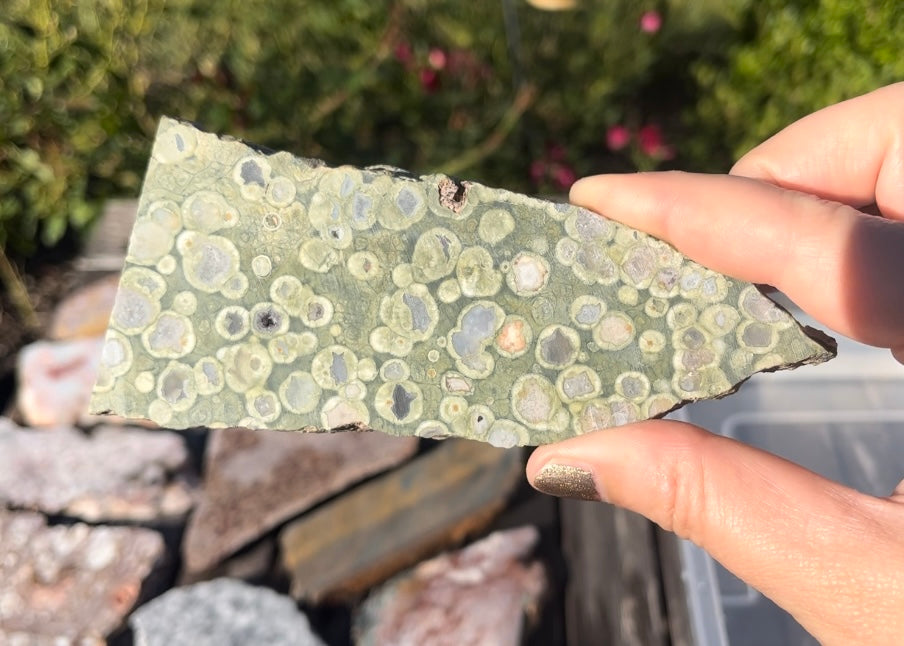 Australian Orbicular Rainforest Jasper Rhyolite Lapidary Rock Slab - Lucky Calico Gem & Jewelry Co.