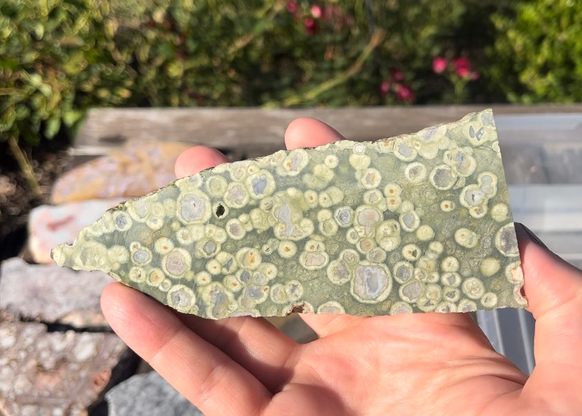 Australian Orbicular Rainforest Jasper Rhyolite Lapidary Rock Slab - Lucky Calico Gem & Jewelry Co.