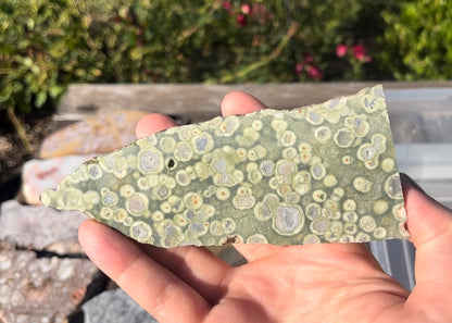 Australian Orbicular Rainforest Jasper Rhyolite Lapidary Rock Slab - Lucky Calico Gem & Jewelry Co.