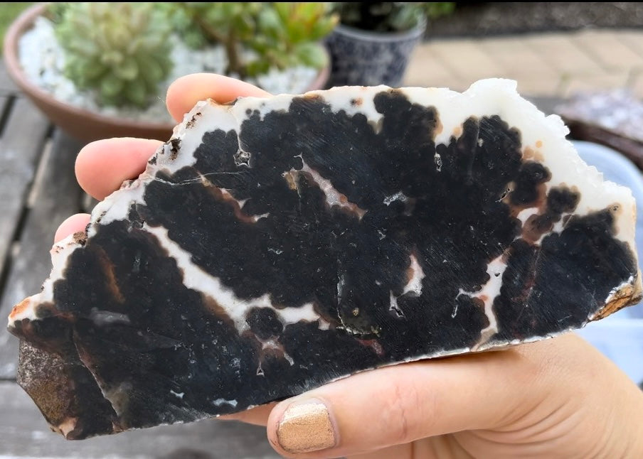 Texas Woodward Ranch Plume Agate Lapidary Rock Slab