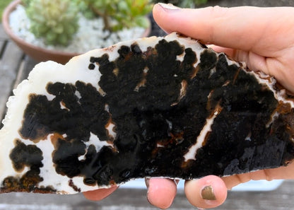 Texas Woodward Ranch Plume Agate Lapidary Rock Slab