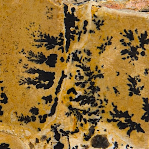 Wyoming Yellow Tree Jasper Dendritic Lapidary Rock Slab