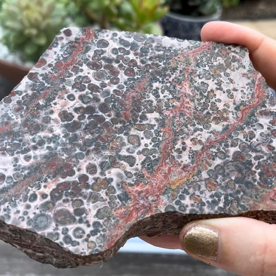 Leopard Skin Jasper Rhyolite Lapidary Rock Slab - Lucky Calico Gem & Jewelry Co.