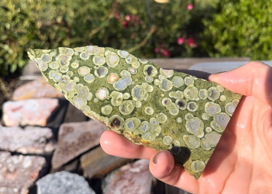 Australian Rainforest Jasper Rhyolite Lapidary Rock Slab - Lucky Calico